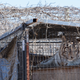 A tiger in Arkansas lived in a small, overgrown cage that was no longer structurally sound before being rescued. With support from IFAW, this tiger was rescued and moved to nearby GFAS accredited sanctuary, Turpentine Creek Wildlife Refuge.